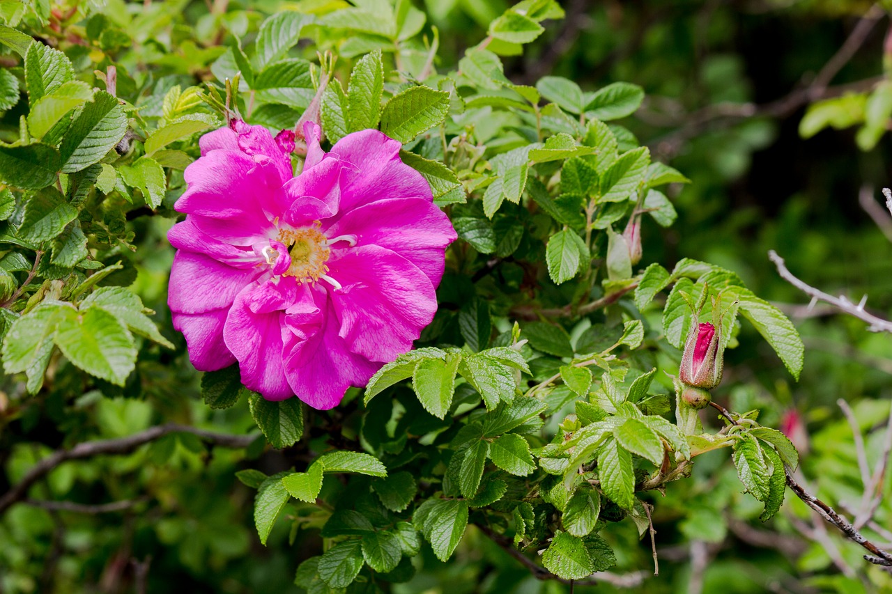 wild roses summer blossom free photo