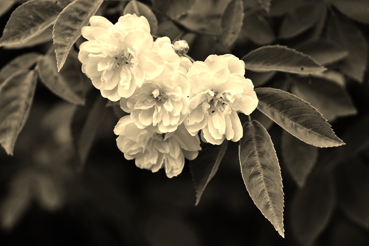 wild roses flowers rose free photo