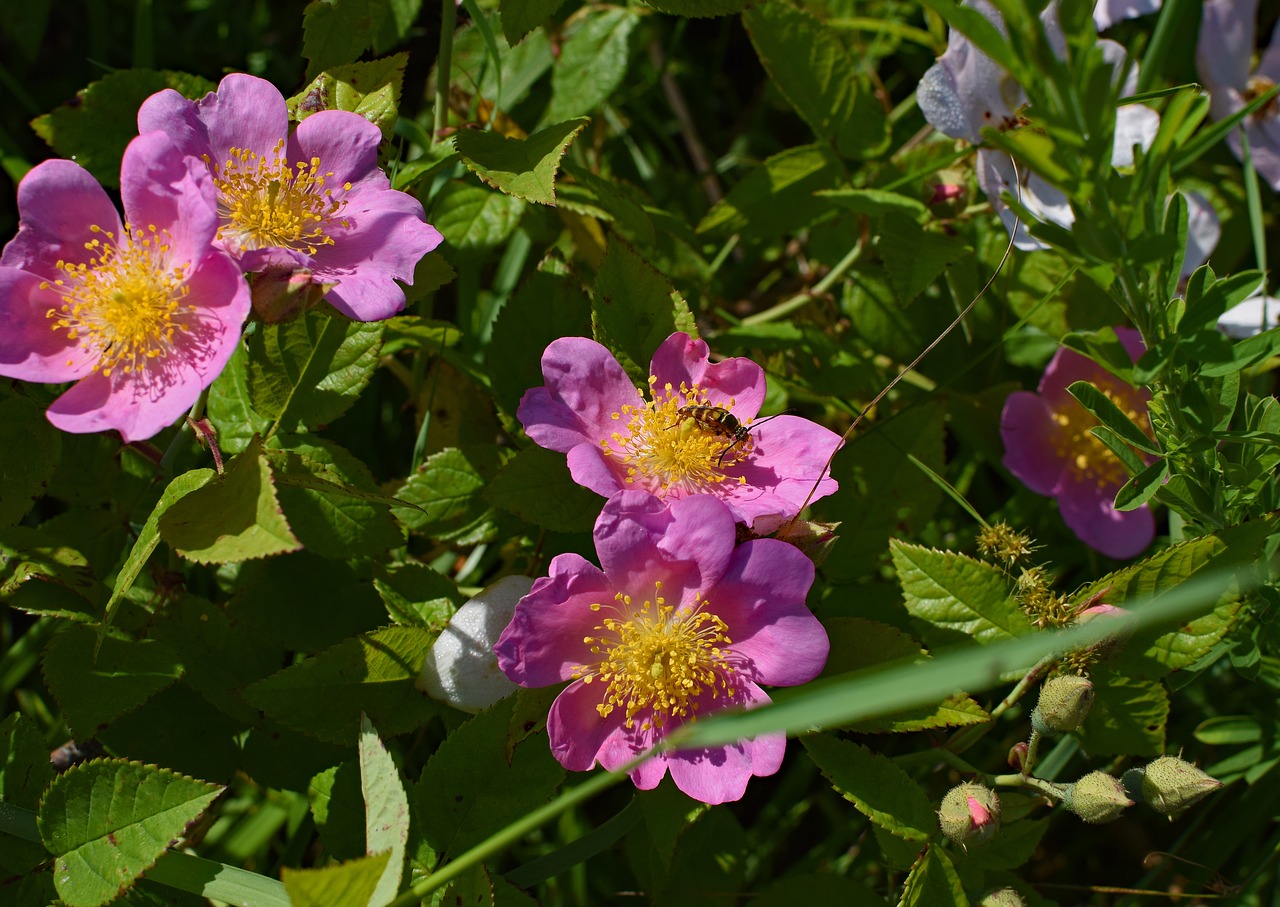 wild roses with hornet wildflower flower free photo