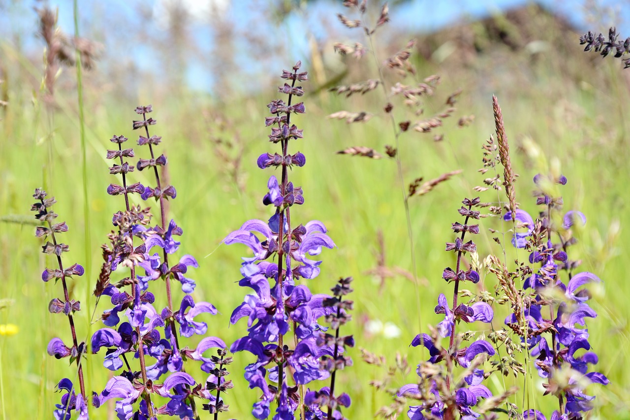 wild sage sage color free photo