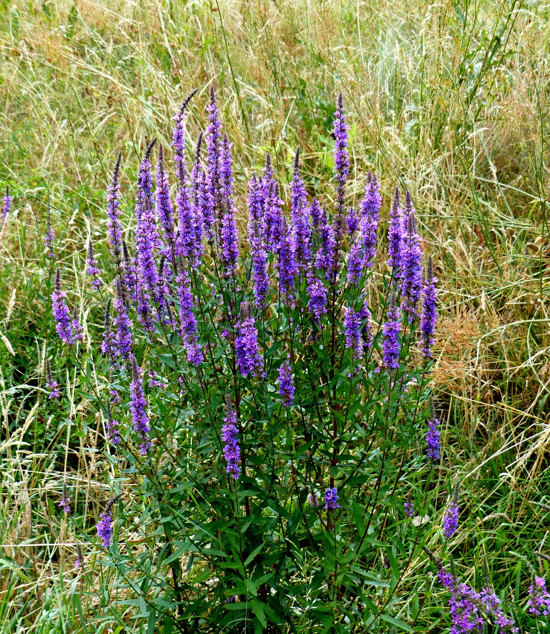 wild sage purple grasses free photo