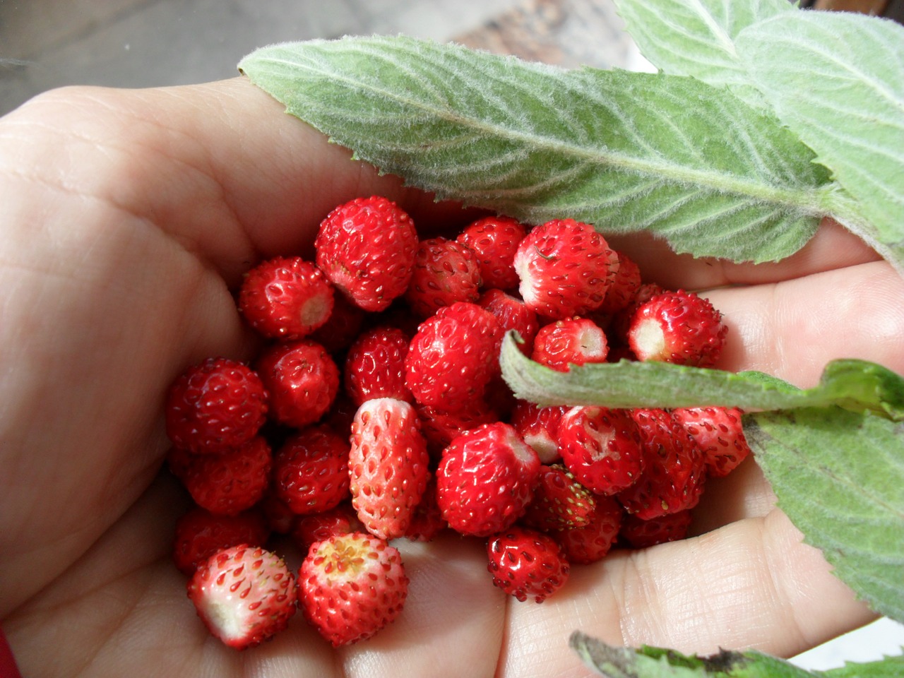 wild strawberries berries straw free photo