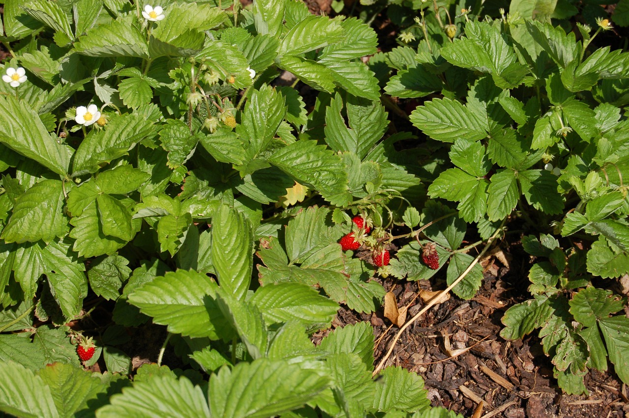 wild strawberries garden plant free photo