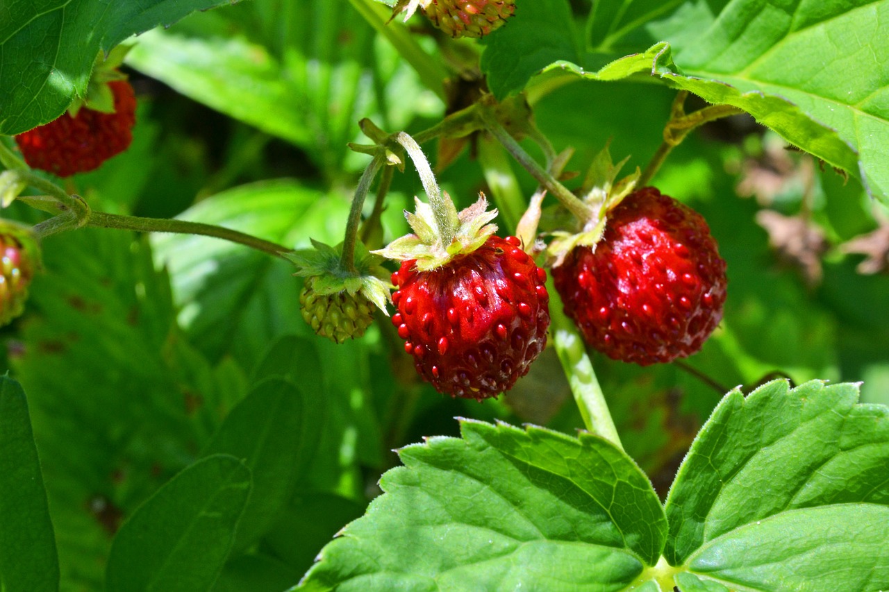 wild strawberries bio strawberry free photo