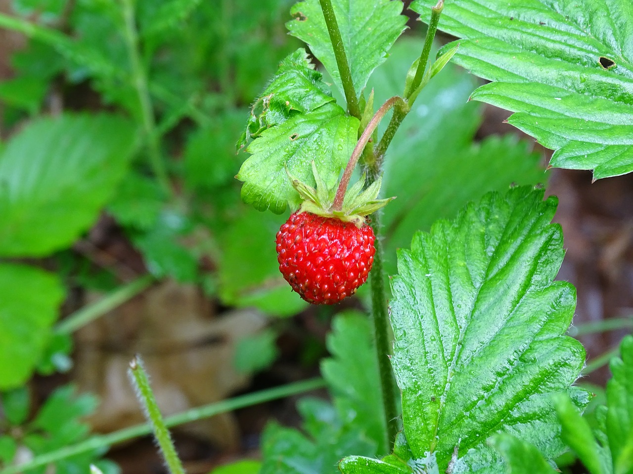wild strawberries forest summer free photo