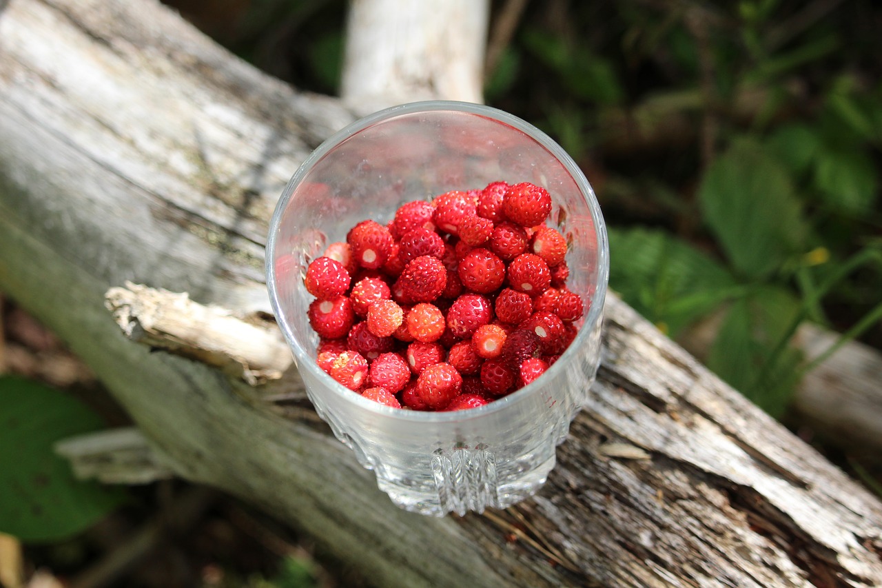 wild strawberries strawberries in a glass small free photo