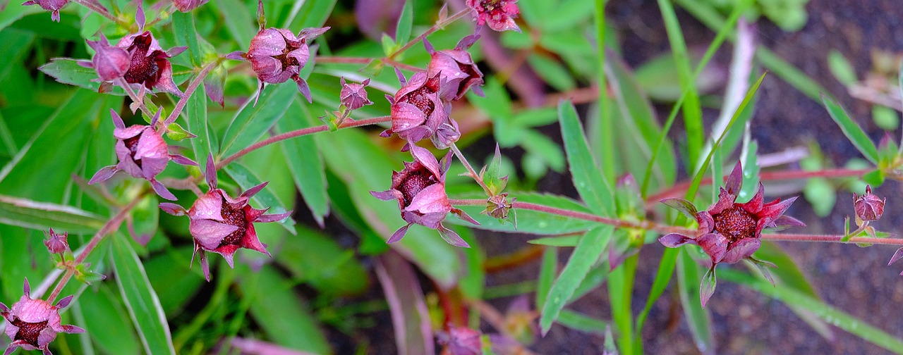 wild strawberries iceland flowers free photo