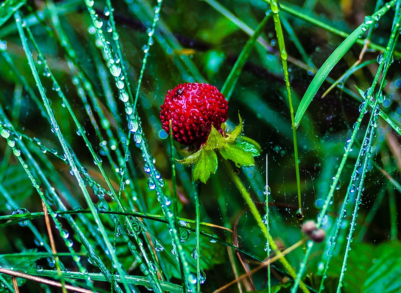 wild strawberries  nature  summer free photo