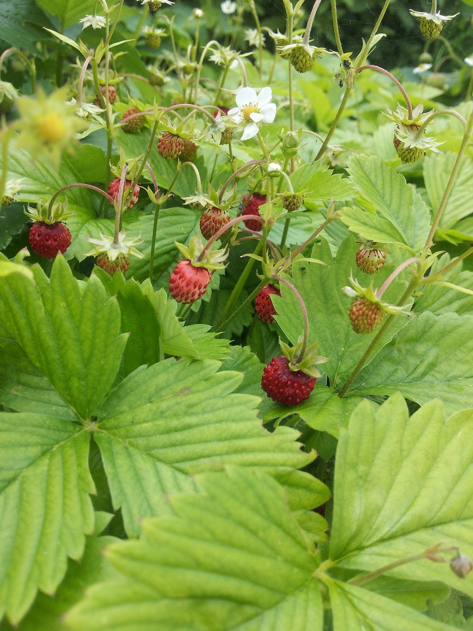 wild strawberry garden summer free photo