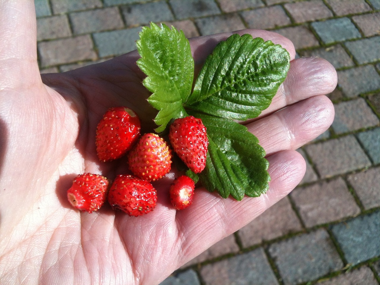 wild strawberry hand summer berries free photo