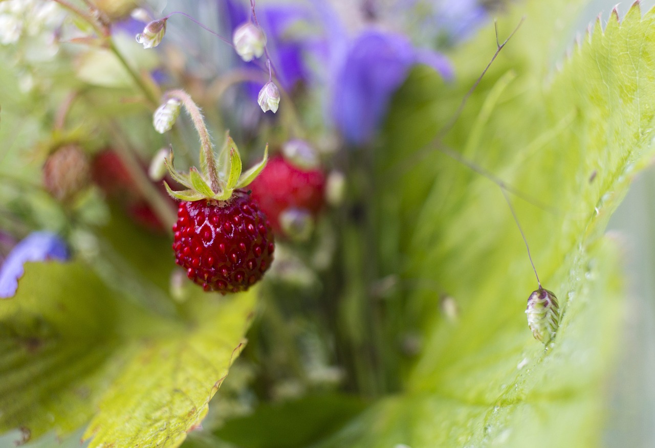 wild strawberry strawberry wild free photo