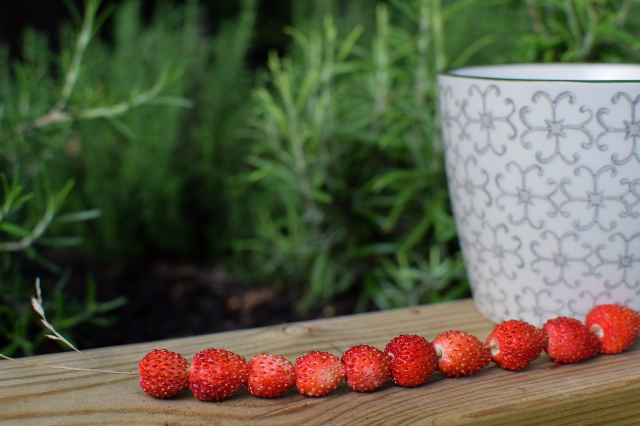 wild strawberry summer berry free photo