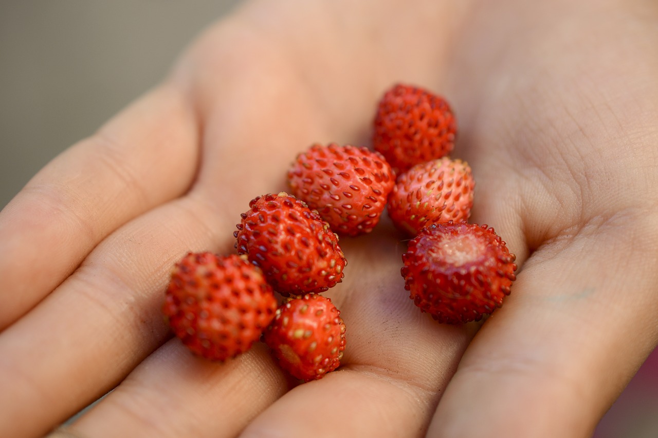 wild strawberry carry care free photo