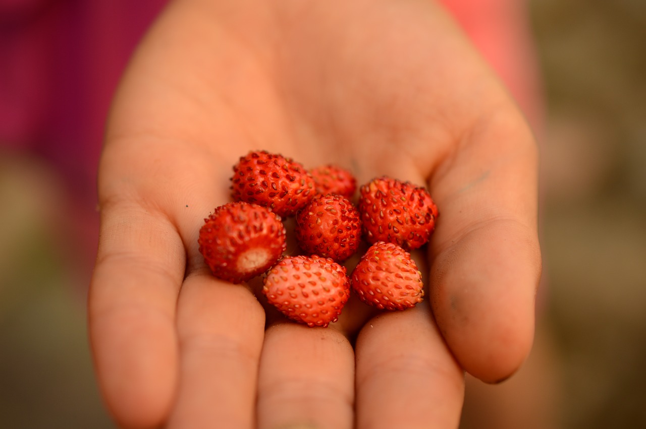 wild strawberry hand summer free photo