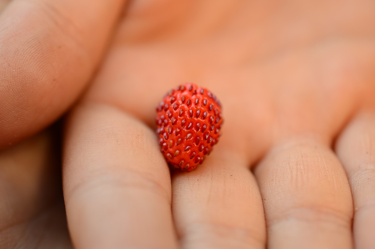 wild strawberry hand summer free photo