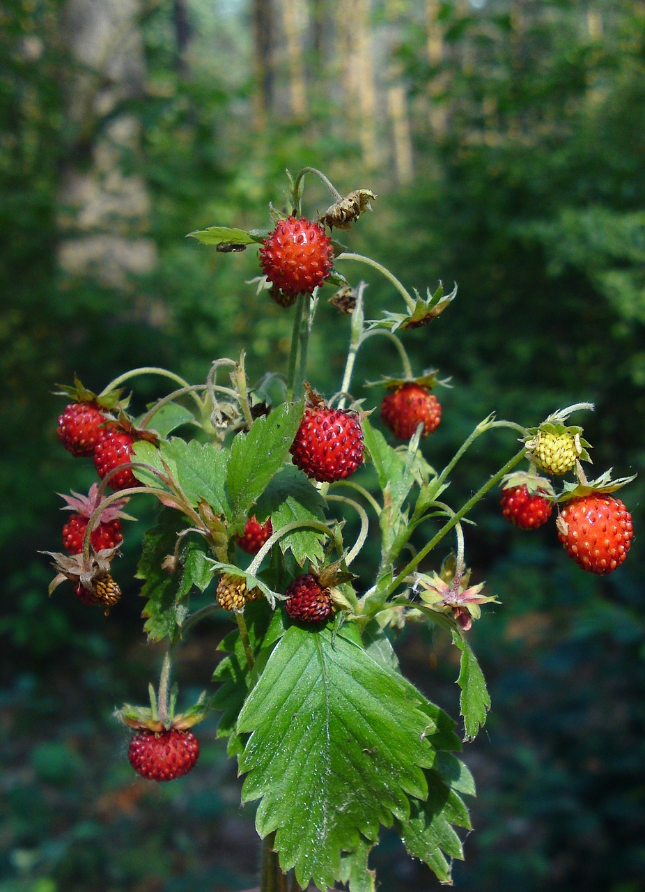 wild strawberry berry forest free photo