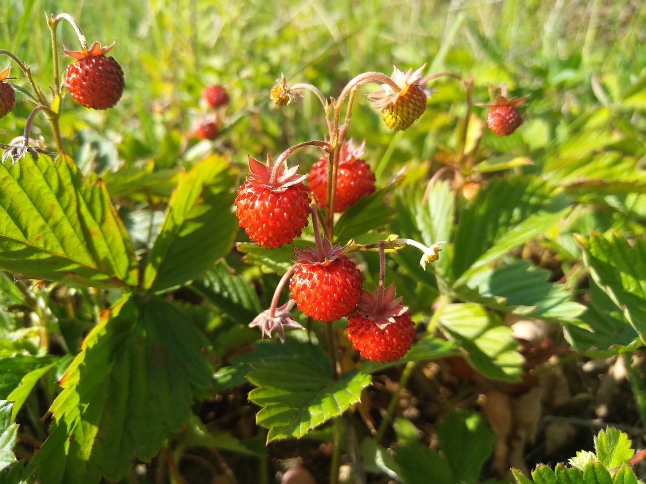 wild strawberry berry the strawberries free photo