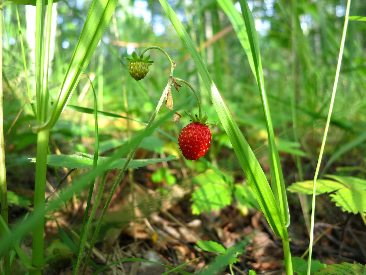 wild strawberry wild berry plant free photo