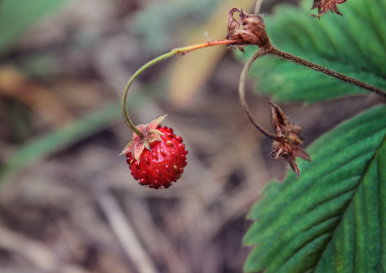 wild strawberry berry forest free photo