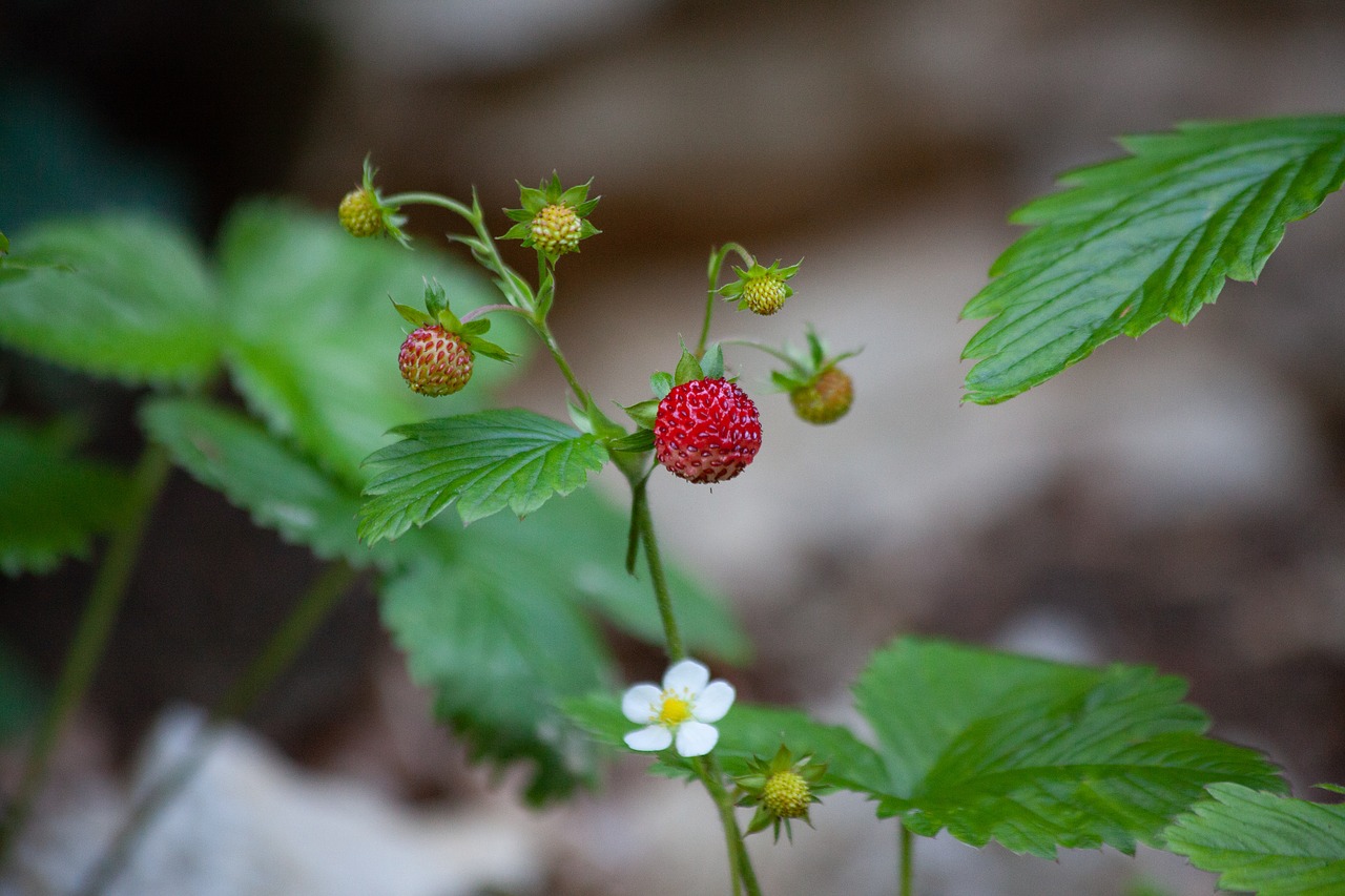 wild strawberry  forest  wild free photo