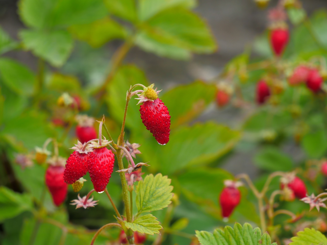 wild strawberry  forest  berry free photo