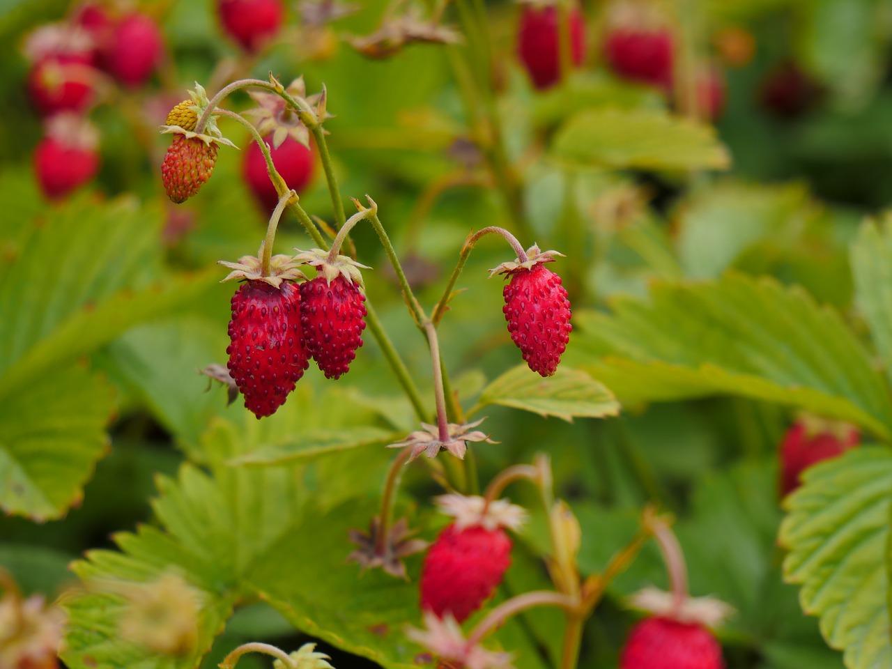 wild strawberry  berry  ripe free photo