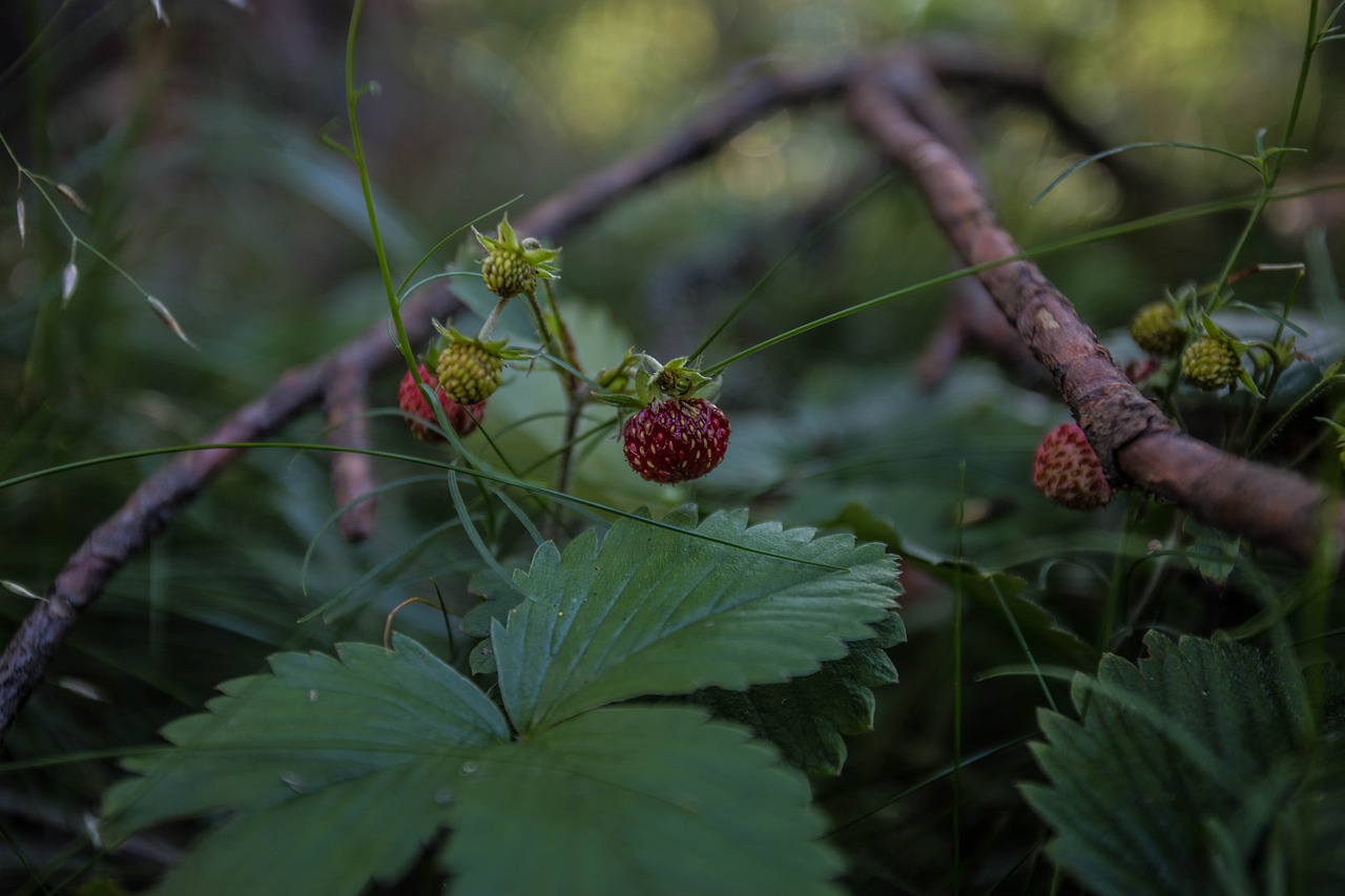 wild strawberry  forest  berry free photo