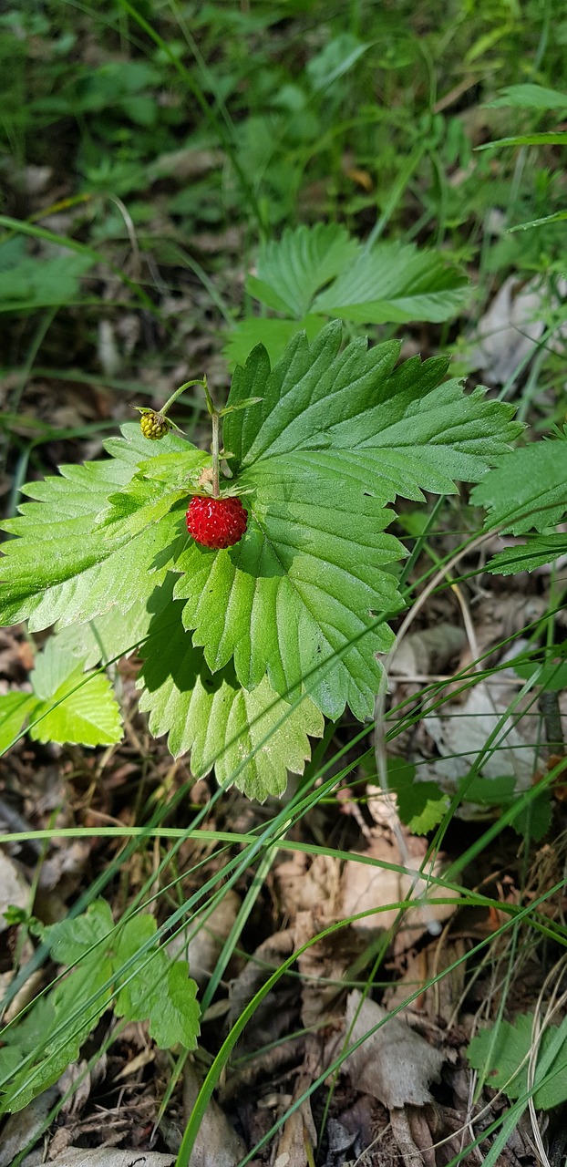 wild strawberry  nature  forest free photo