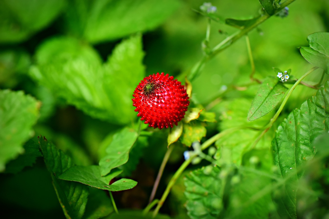wild strawberry  fruit  plant free photo