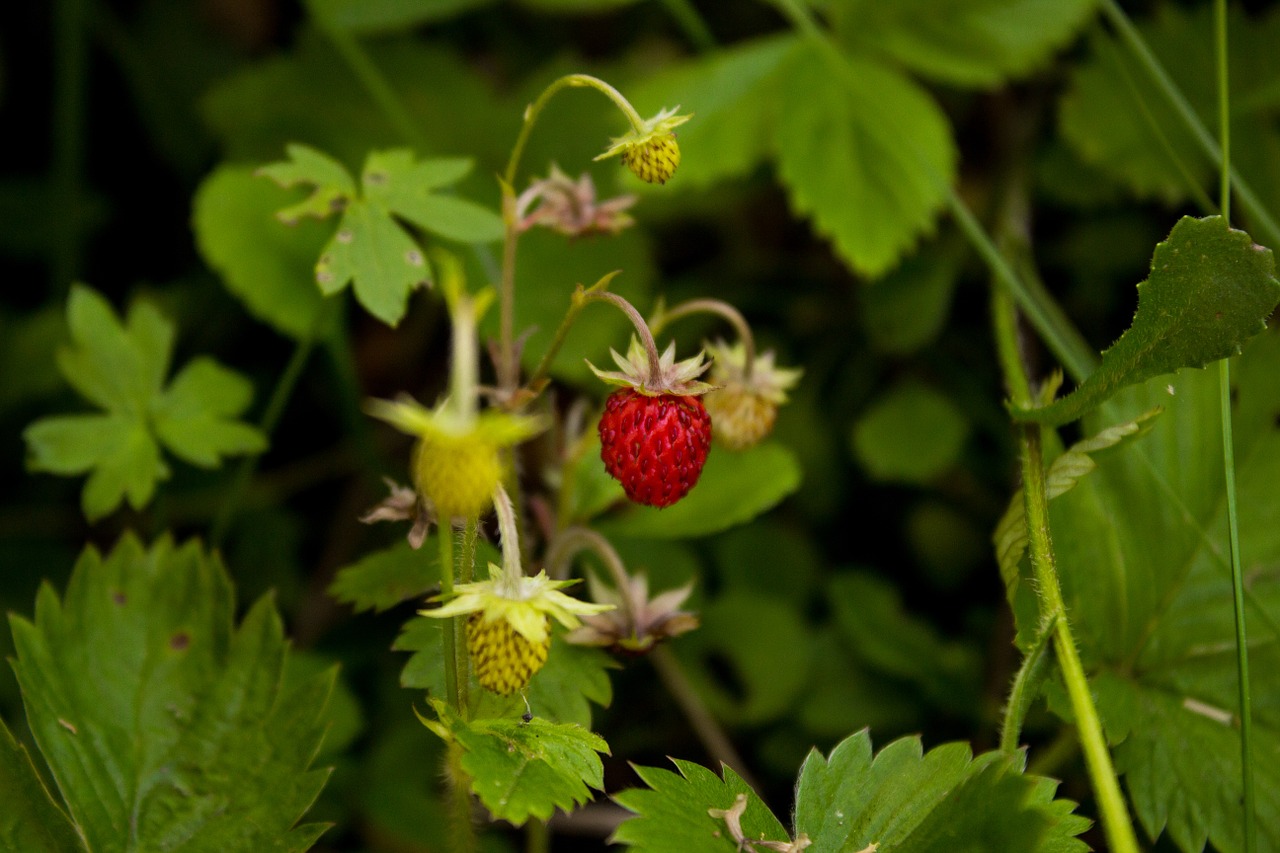 wild strawberry woodland strawberry fragaria vesca free photo