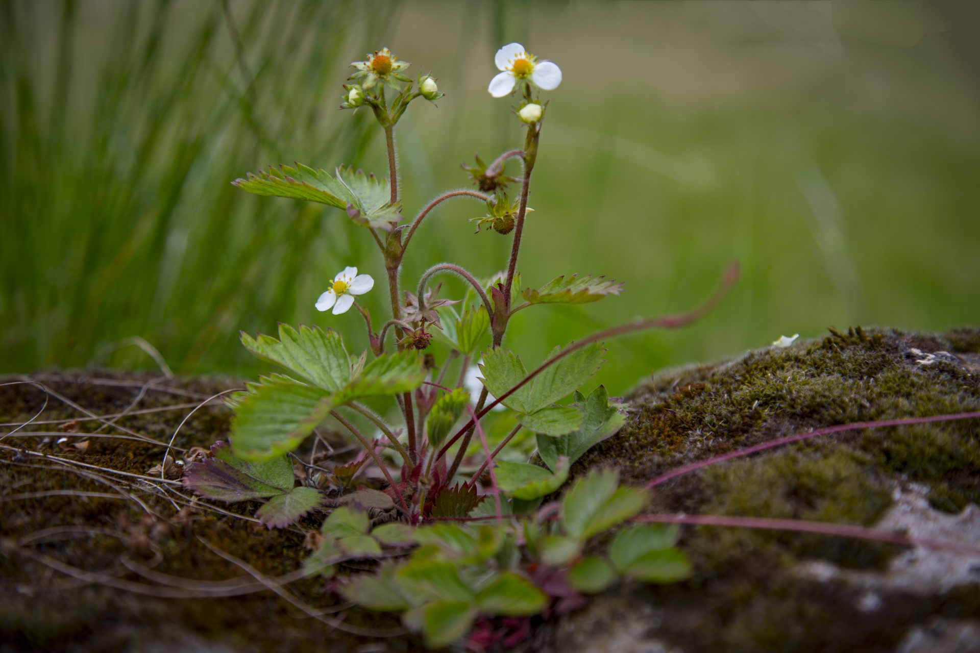 flower flowers wild free photo