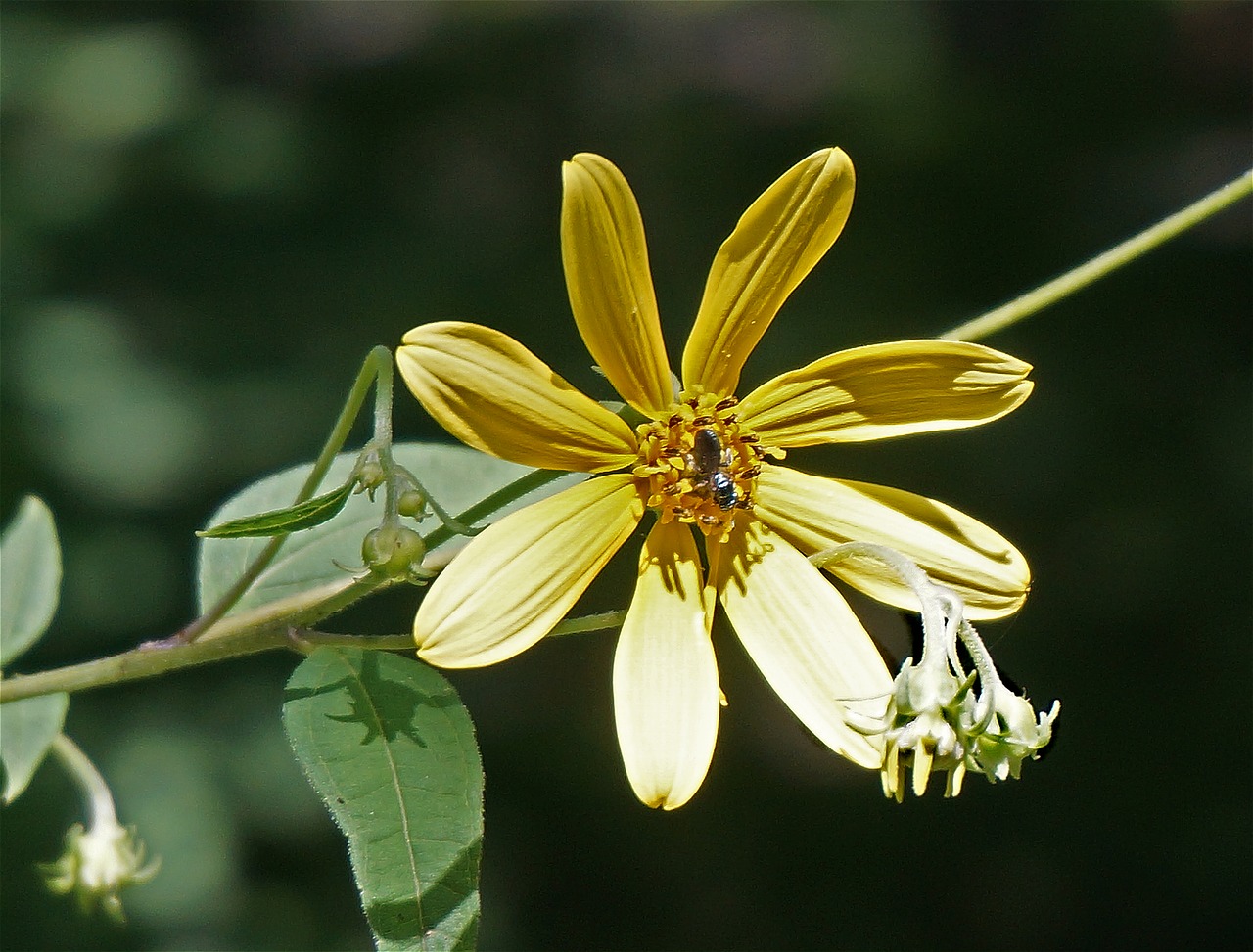 wild sunflower wildflower sunflower free photo