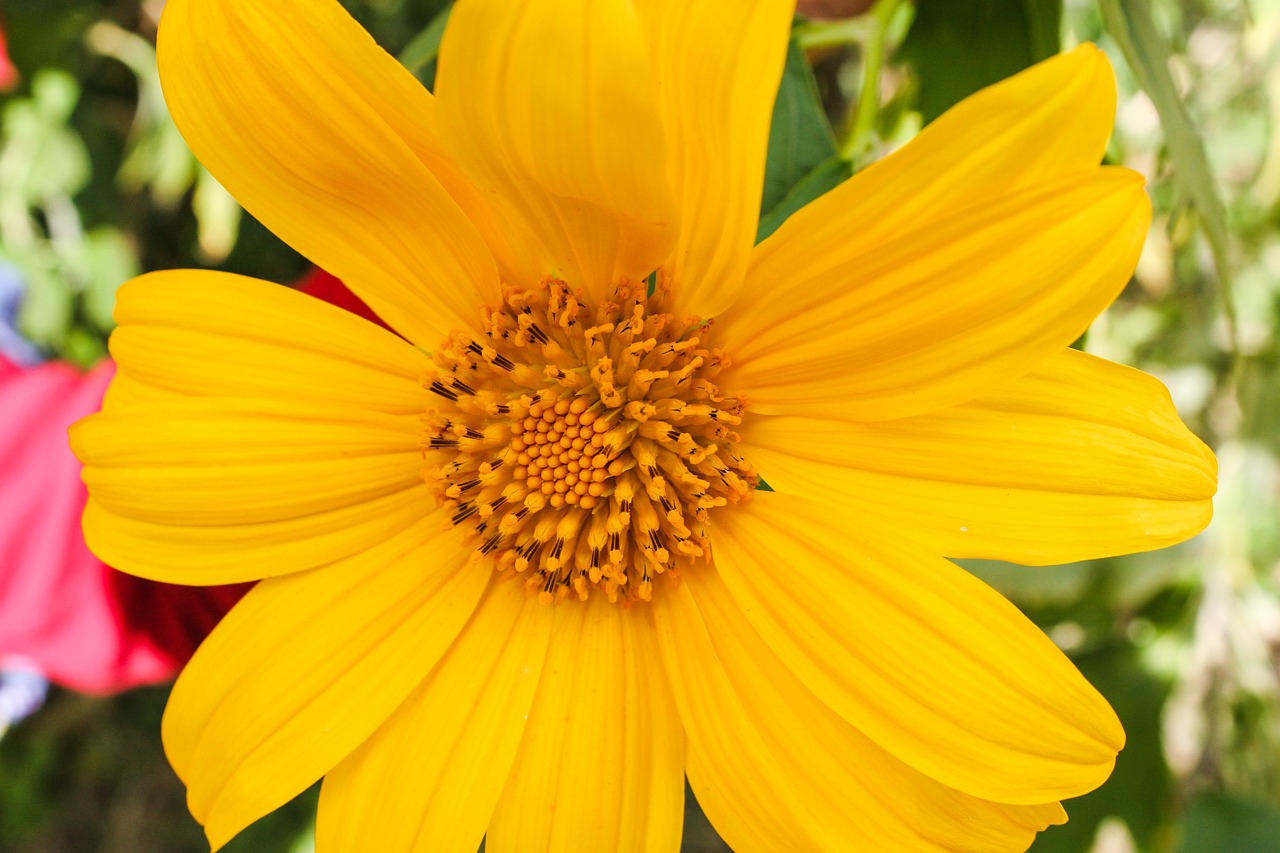 wild sunflower sunflower wild free photo