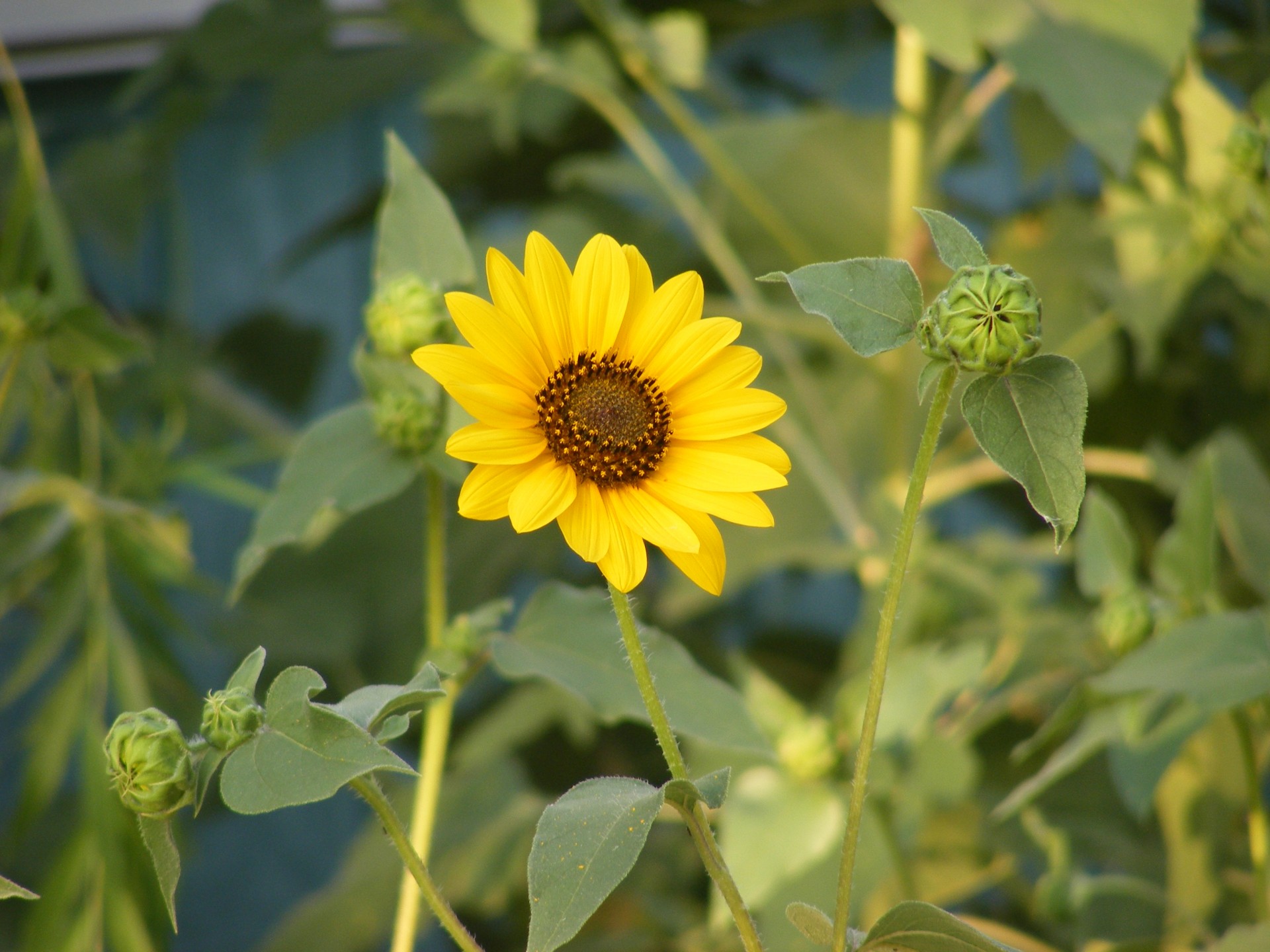 nature flower flowers free photo