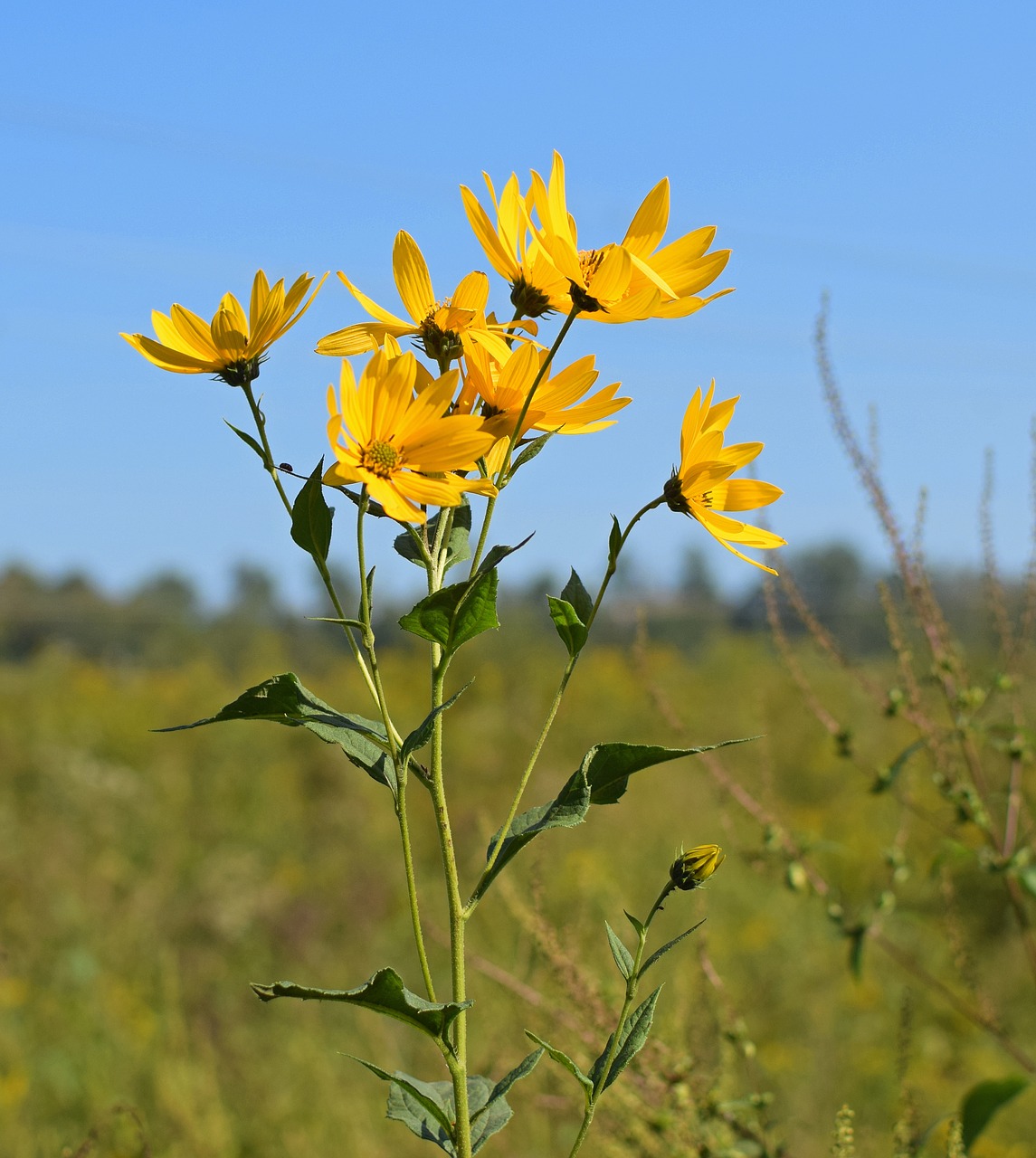 wild sunflowers against the sky wildflower flower free photo