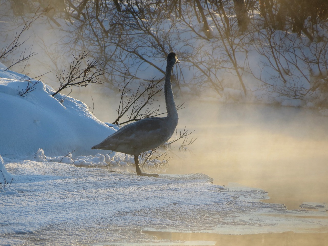 wild swan whooper river free photo