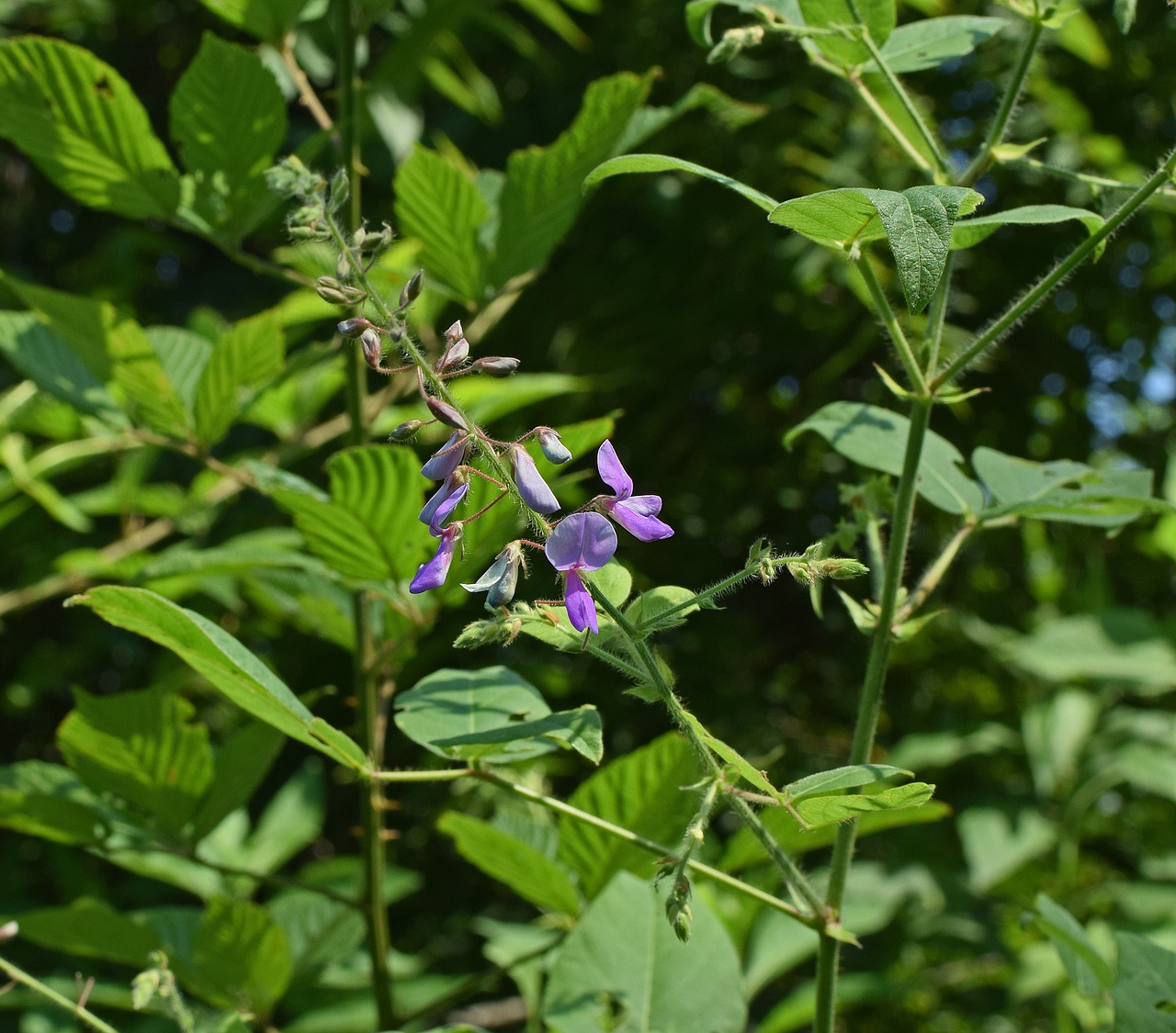 wild sweet pea wildflower flower free photo