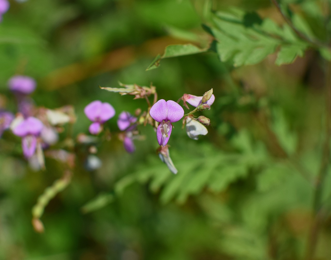 wild sweet pea wildflower flower free photo