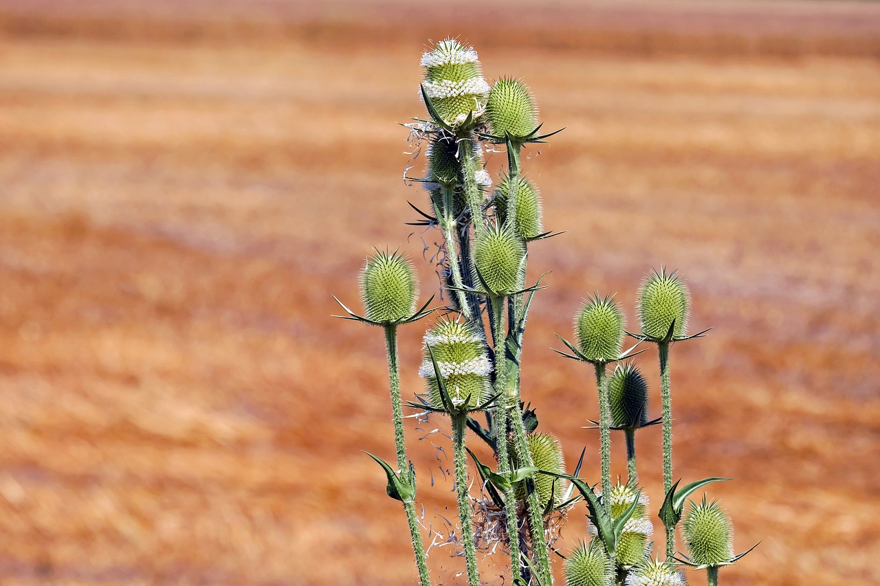 wild teasel thistle prickly free photo