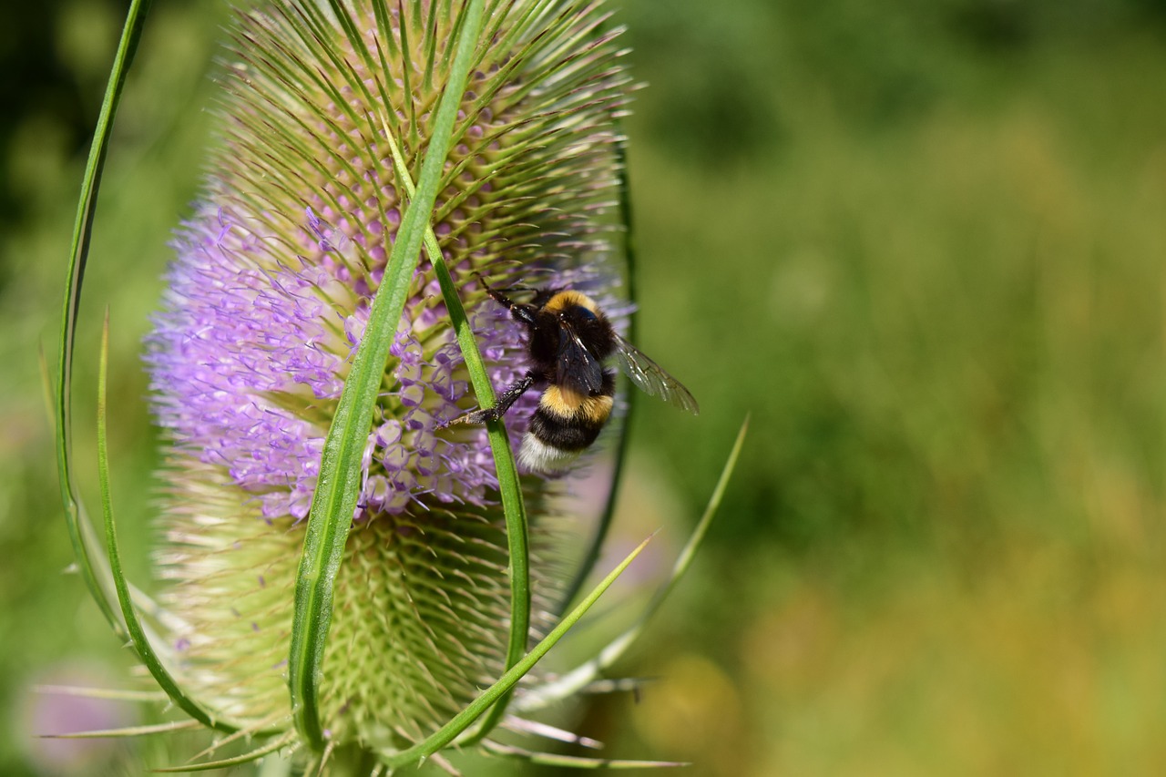 wild teasel dipsacus fullonum prickly free photo