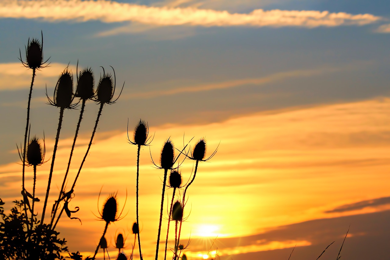 wild teasel sunrise morgenrot free photo