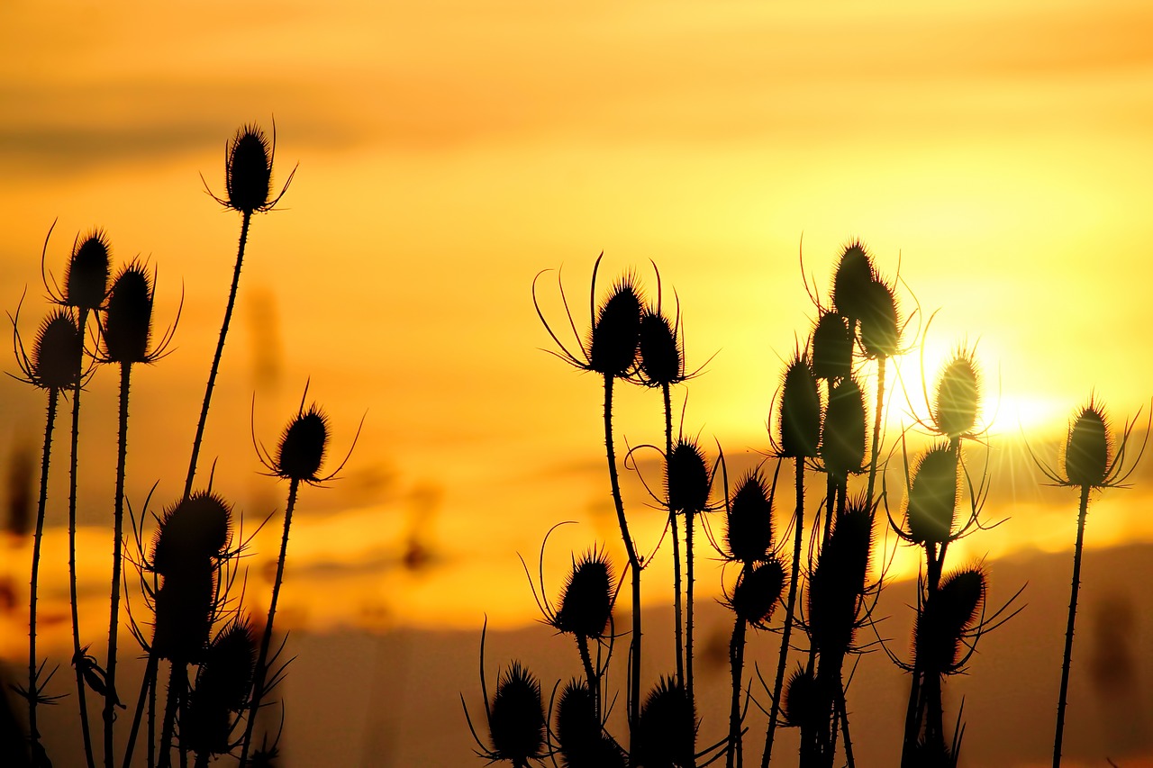 wild teasel sunrise morgenrot free photo