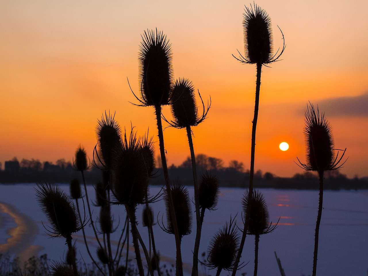 wild teasel sunrise plant free photo