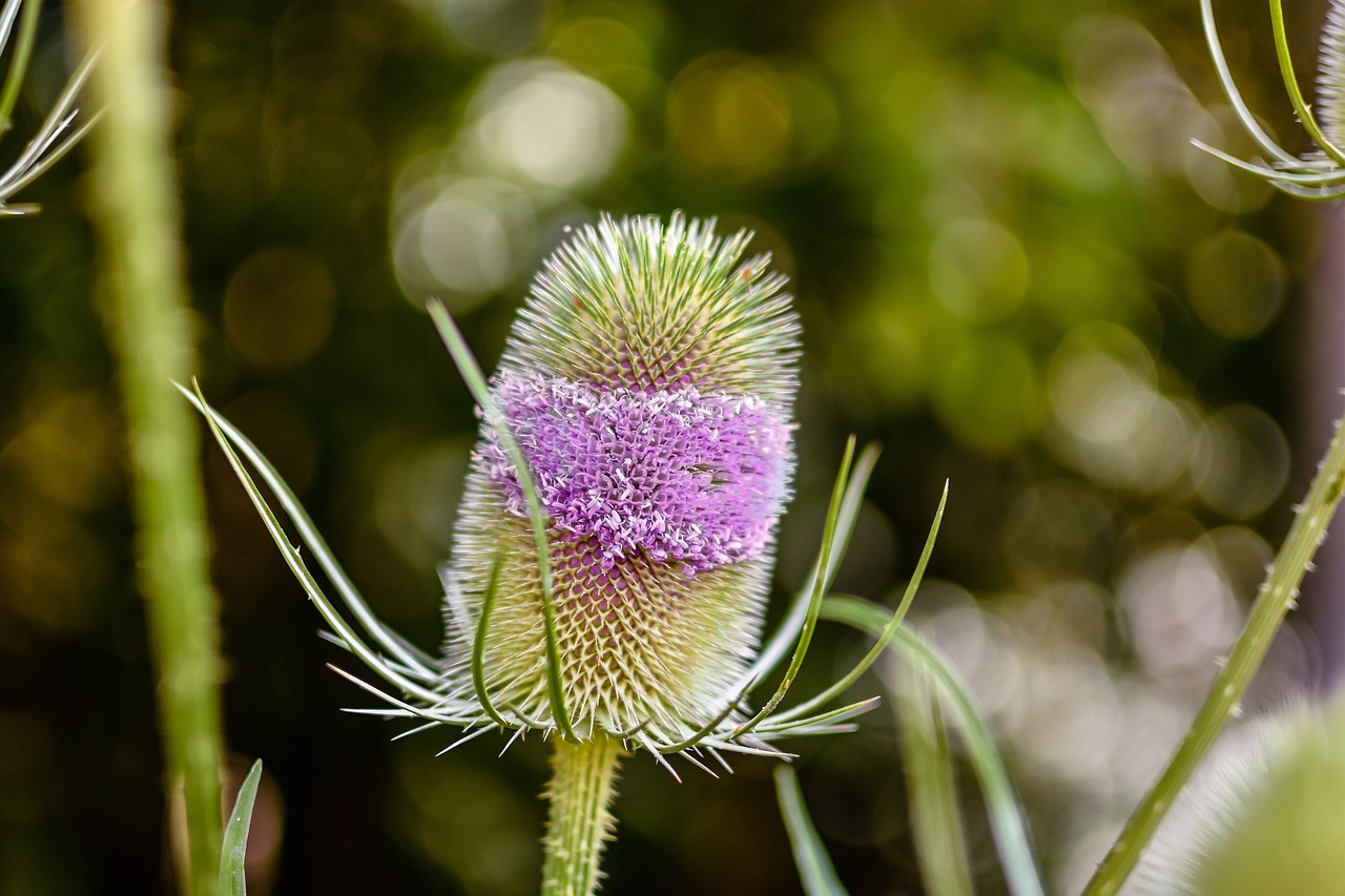 wild teasel thistle dispacus free photo