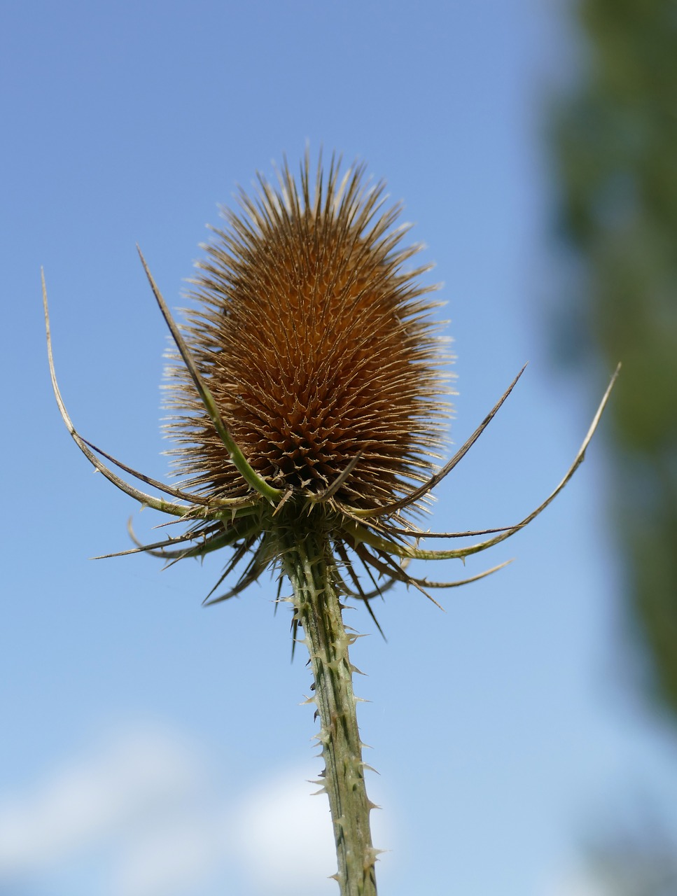 wild teasel spur garden plant free photo