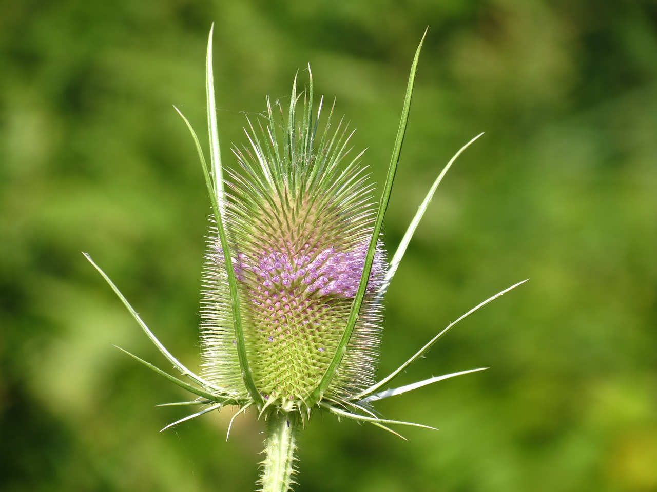 wild teasel flowers plant free photo