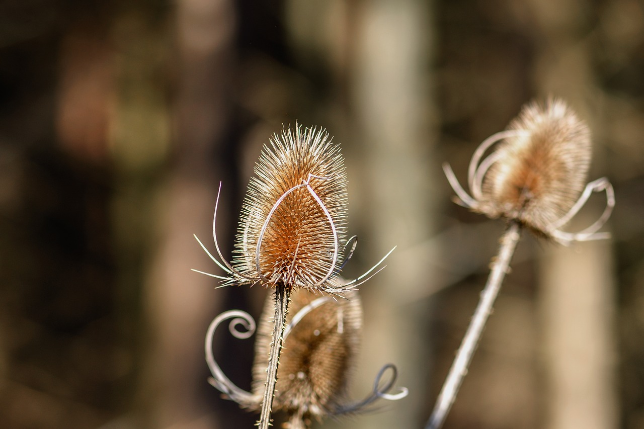 wild teasel thistle dispacus free photo