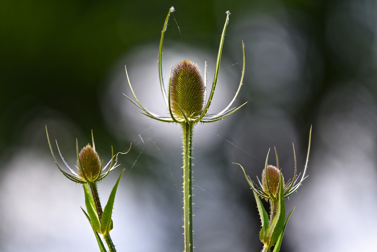 wild teasel  fuller's teasel  plant free photo