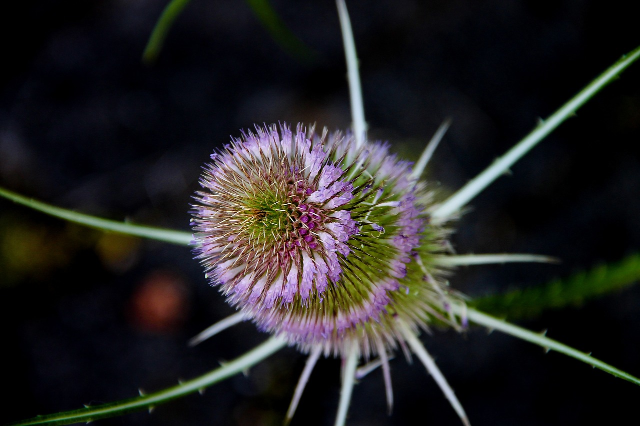 wild teasel  dipsacus  prickly free photo