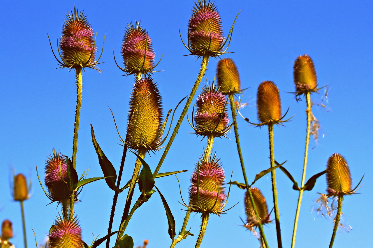 wild teasel  flower  plant free photo